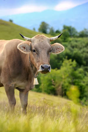 Cows on a summer meadow in mountainsの写真素材