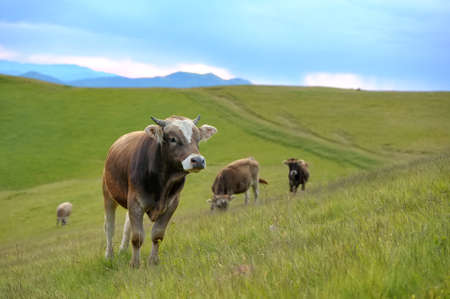 Cows on a summer meadow in mountainsの写真素材