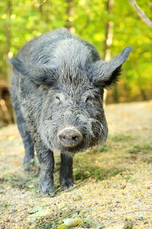 Wild boar in autumn forestの写真素材