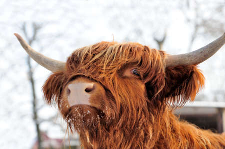 Close-up beautiful portrait scottish cattle Close-up beautiful portrait scottish cattle