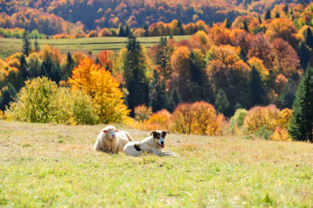 Sheep on a autumn fieldの写真素材