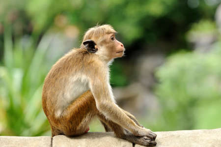 Monkey in the living nature. Country Of Sri Lankaの写真素材