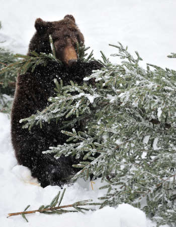 Wild brown bear in winter forestの写真素材