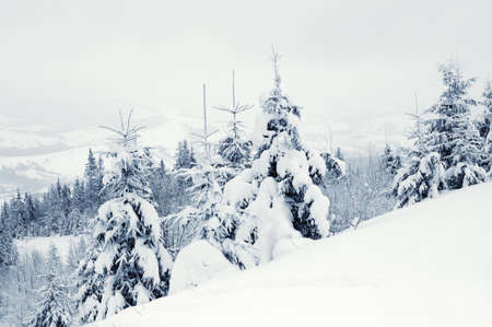 Beautiful winter landscape with snow covered trees