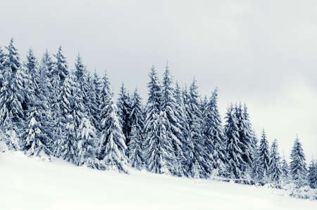Beautiful winter landscape with snow covered treesの写真素材