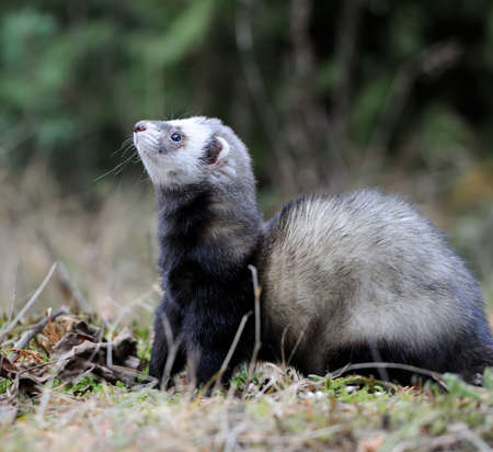 Wild polecat in forestの写真素材