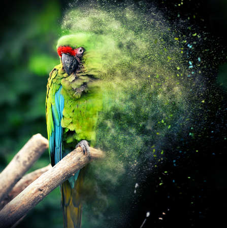 Parrot bird (Severe Macaw) sitting on the branchの写真素材