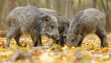 Wild boar in autumn forestの写真素材