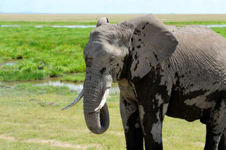 Elephant in the wild - national park Kenyaの写真素材