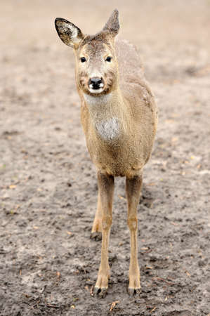 Young deerの写真素材