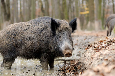Wild boar in wood. Boar in dirtの写真素材