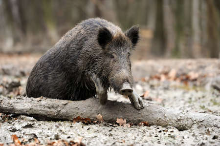 Wild boar in autumn forestの写真素材