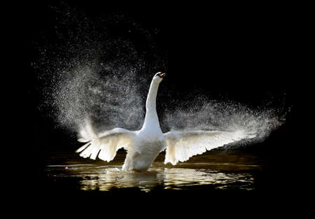 Swan in water and splashing water drops aroundの写真素材