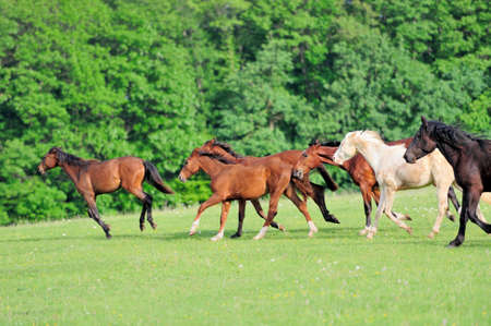 Horse runs gallop on the field