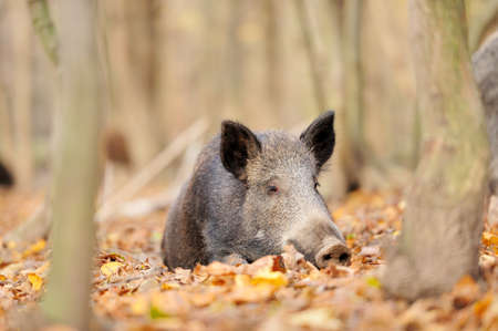 Wild boar in autumn forestの写真素材