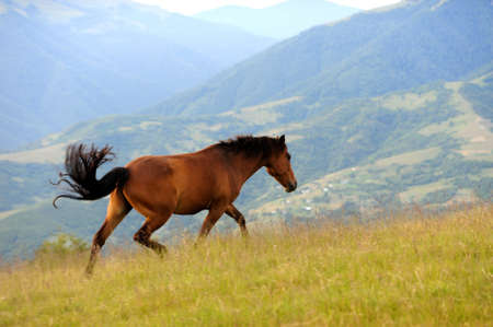 Bay horse skips on a green meadow against mountains