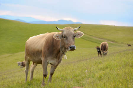 Cows on a summer meadow in mountainsの写真素材