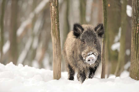 Wild boar in winter forestの写真素材