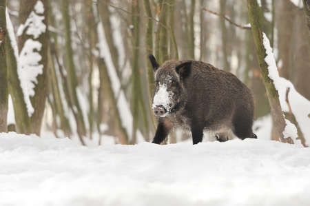 Wild boar in winter forestの写真素材