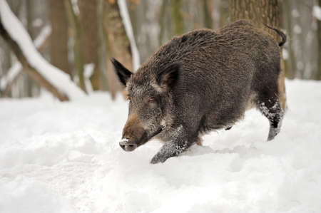 Wild brown bear in winter forestの写真素材
