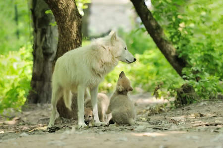 White wolf in forestの写真素材