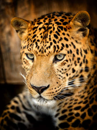 Leopardの写真素材