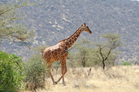 Giraffe in the wild. Africa, Kenyaの写真素材