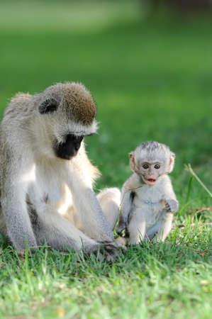 Cape Vervet Monkeys in the parkの写真素材