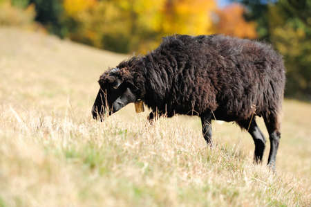 Sheep on a autumn fieldの写真素材