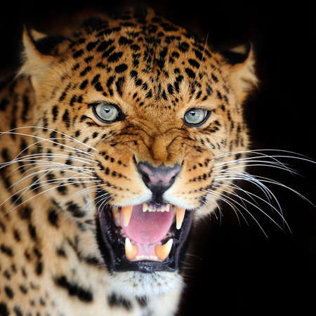 Leopard portrait on dark background Leopard portrait on dark background