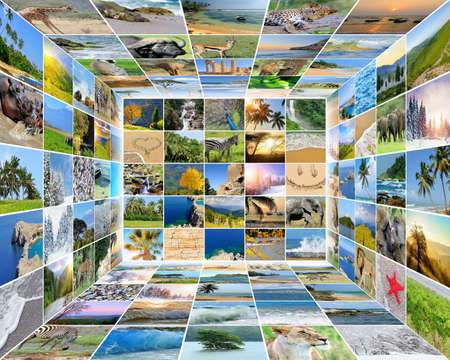 Nature photo (animal, landscape, beach). Collage backgroundの写真素材