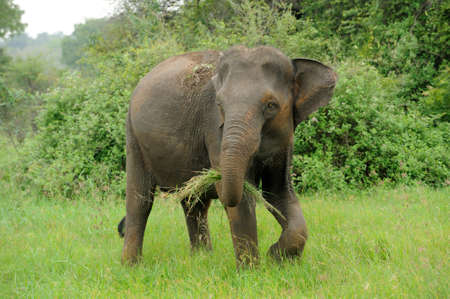 Elephants in National Park, Sri Lankaの写真素材