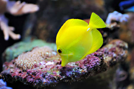 Photo of a tropical yellow tang on a coral reefの写真素材