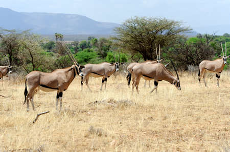 Gemsbok antelope (Oryx gazella), South Africaの写真素材