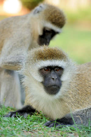 Vervet monkey in the National Reserve of Africa, Kenyaの写真素材