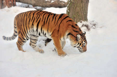Beautiful wild siberian tiger on snowの写真素材