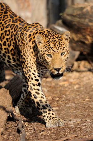 Leopardの写真素材