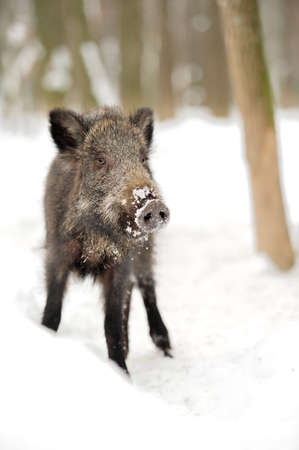 Wild boar in winter forestの写真素材