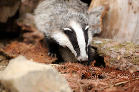 Badger near its burrow in the forestの写真素材