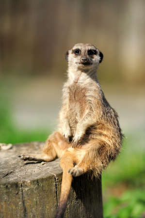 A meerkat standing upright and looking alertの写真素材
