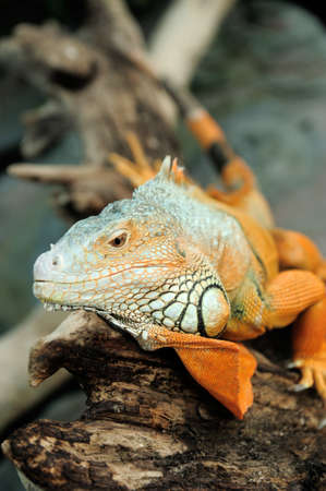 Portrait of macro shot on iguana headの写真素材