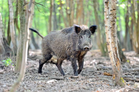 Wild boar in spring forestの写真素材