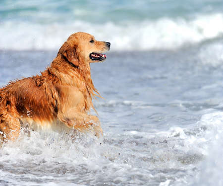 Young golden retriever running on the beachの写真素材