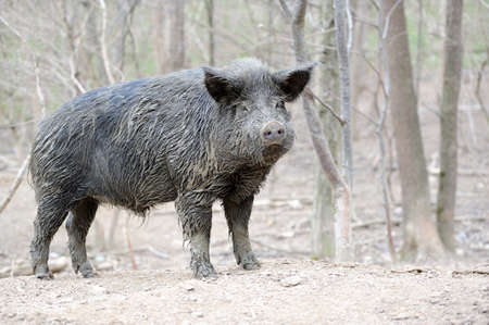 Wild boar in forestの写真素材