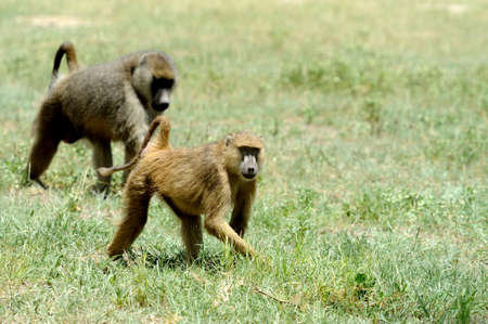 Olive baboon in the National Reserve of Africaの写真素材