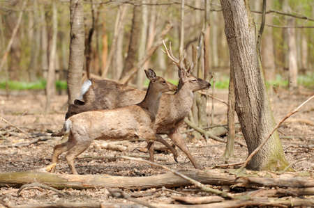 Roe deerの写真素材