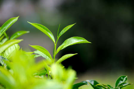 Tea bud and leaves. Tea plantations, Sri Lankaの写真素材