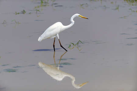 Great white egret stands in wildlife pondの写真素材
