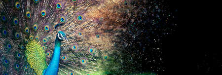 Portrait of beautiful peacock with feathers outの写真素材