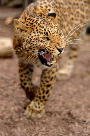 Adult wild leopard in a natural environmentの写真素材